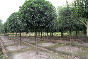 ������ľ���أ�һվ��ُ