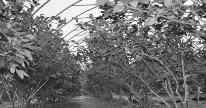 ��ͨ������ľ