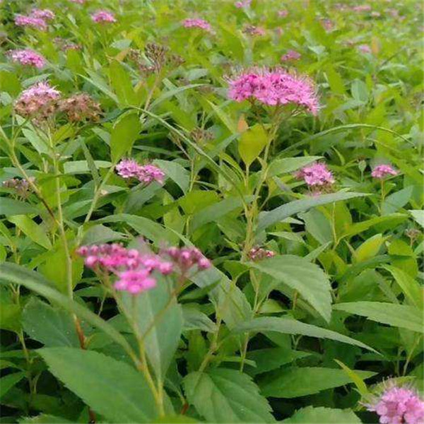 粉花繡線菊圖片 粉花繡線菊圖片