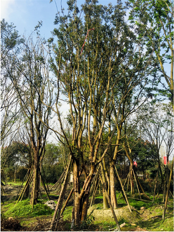 黃連木圖片 黃連木圖片