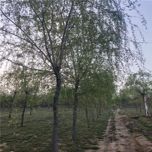 柳樹圖片 柳樹圖片