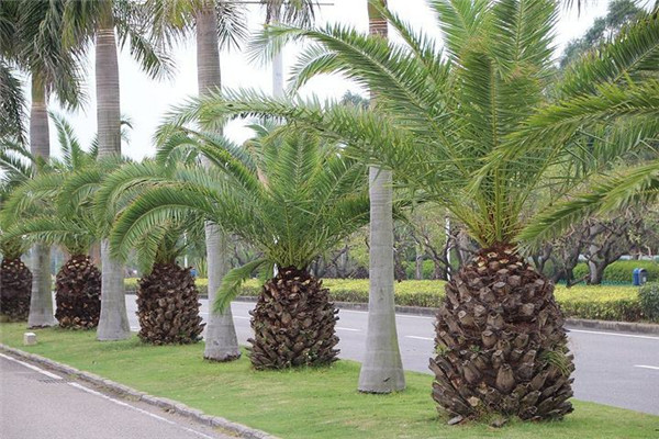 棕櫚樹圖片 棕櫚樹圖片