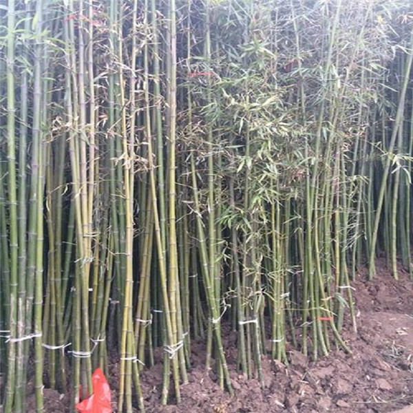 竹子圖片 竹子圖片