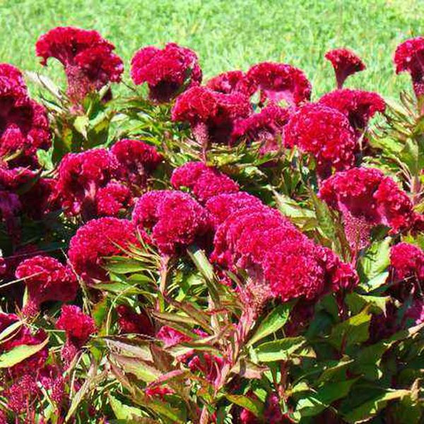 雞冠花圖片 雞冠花圖片