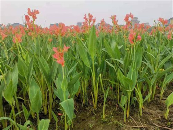 美人蕉圖片 美人蕉圖片