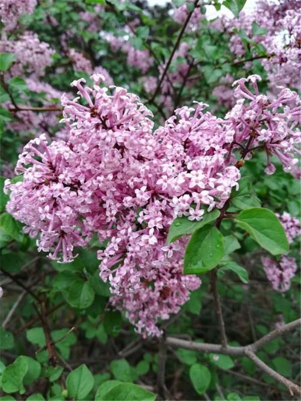 小葉丁香圖片 小葉丁香圖片