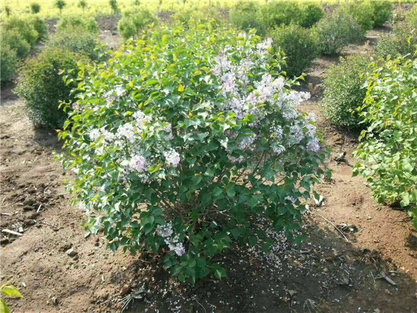 小葉丁香圖片 小葉丁香圖片