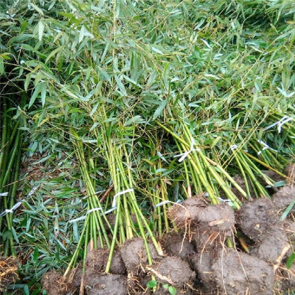 竹子圖片 竹子圖片