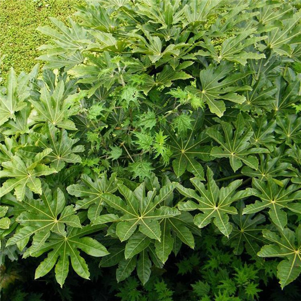 八角金盤圖片 八角金盤圖片