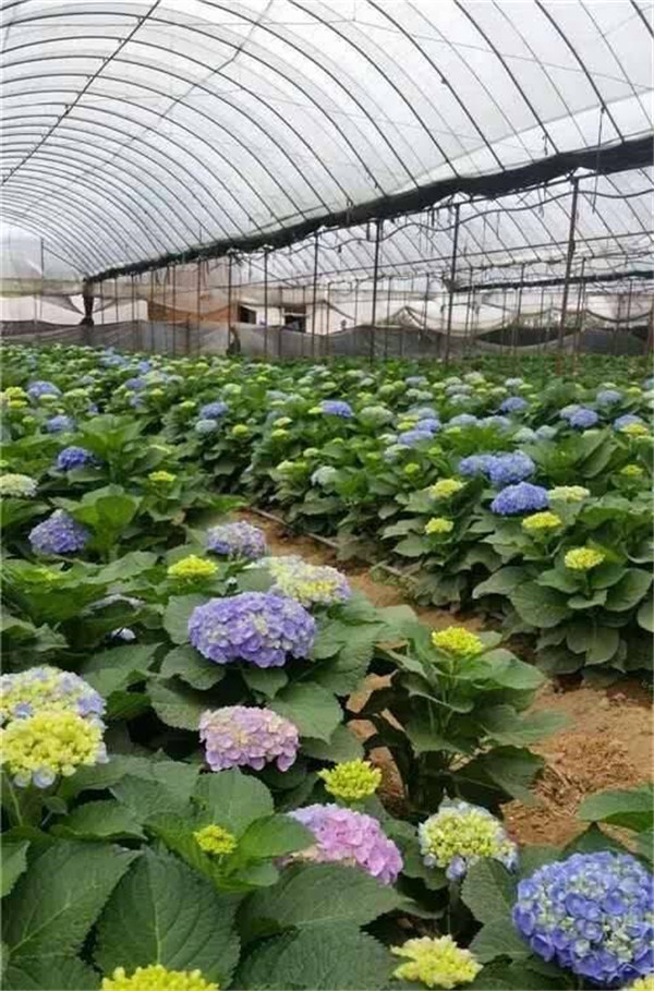 繡球花圖片 繡球花圖片