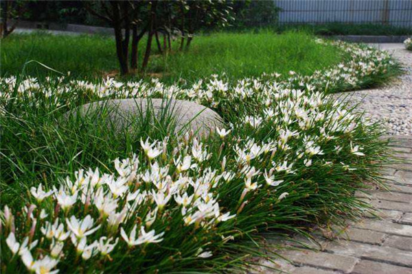 蔥蘭圖片 蔥蘭圖片