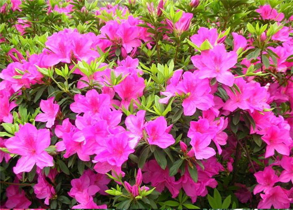 毛鵑圖片 毛鵑圖片