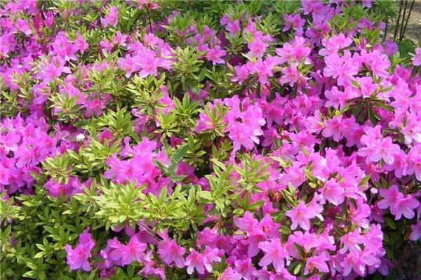 毛鵑圖片 毛鵑圖片