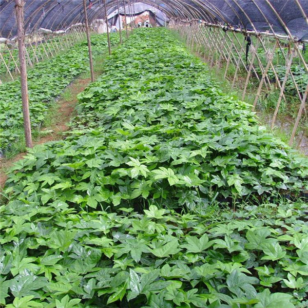 八角金盤(pán)圖片 八角金盤(pán)圖片