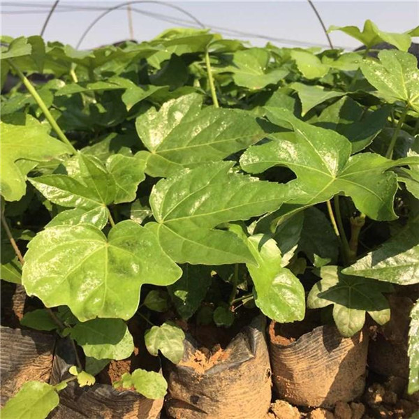 八角金盤(pán)圖片 八角金盤(pán)圖片