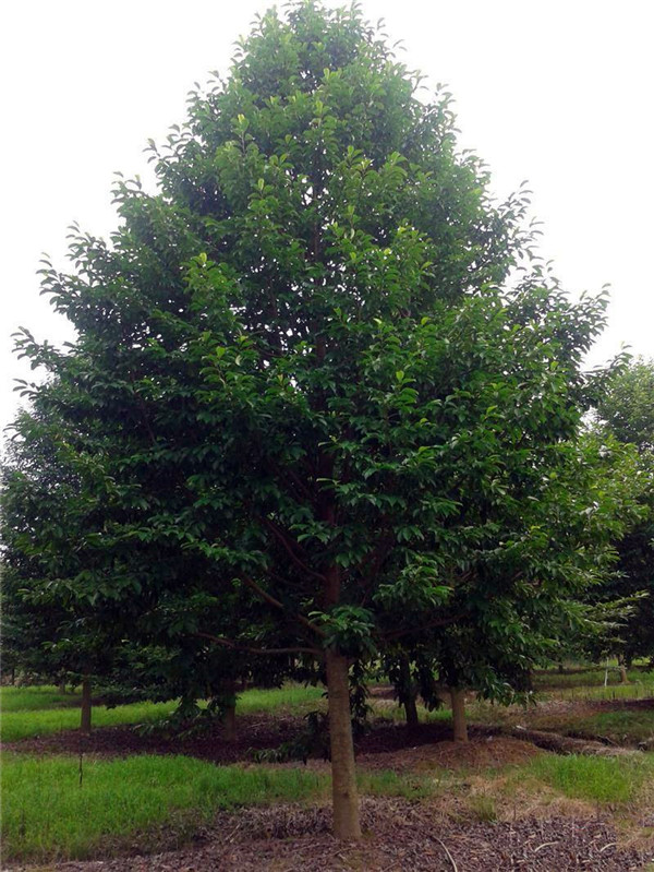 樂(lè)昌含笑圖片 樂(lè)昌含笑圖片