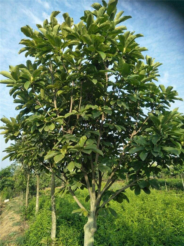 樂(lè)昌含笑圖片 樂(lè)昌含笑圖片