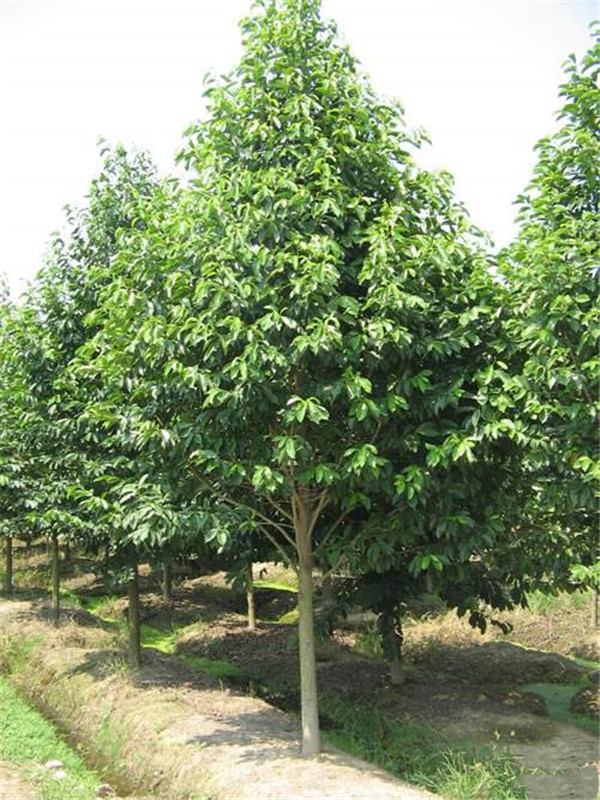 樂(lè)昌含笑圖片 樂(lè)昌含笑圖片