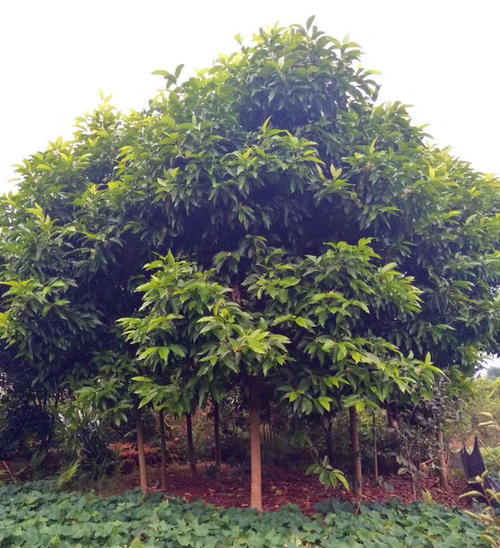 黃角蘭圖片 黃角蘭圖片