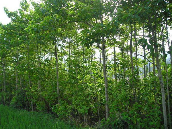 喜樹圖片 喜樹圖片