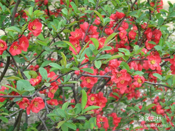 貼梗海棠圖片 貼梗海棠圖片
