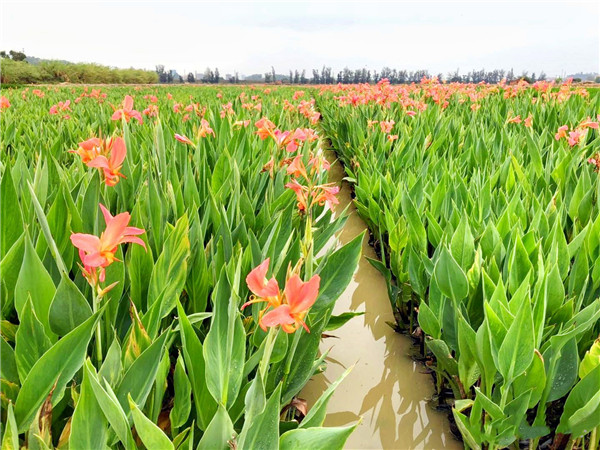 粉花美人蕉圖片 粉花美人蕉圖片