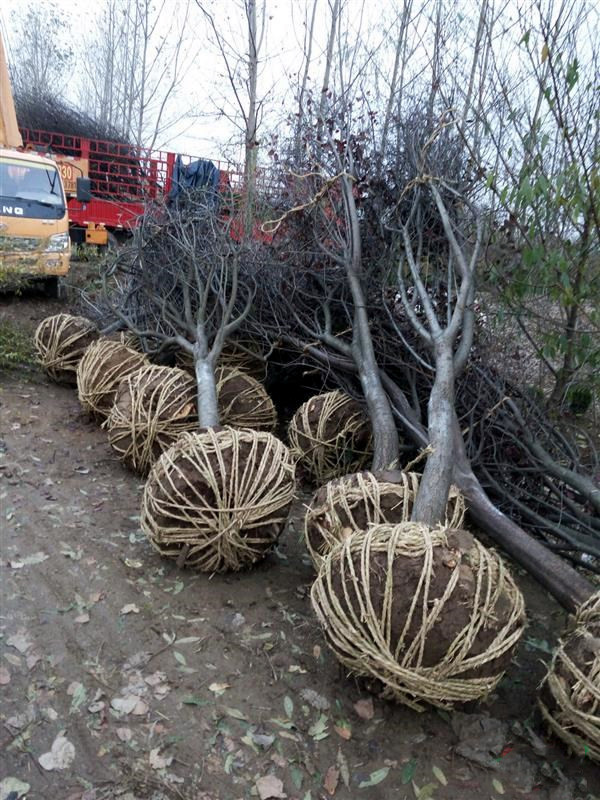 紅葉李圖片 紅葉李圖片