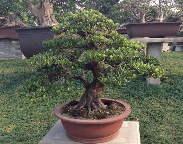 羅漢松圖片 羅漢松圖片