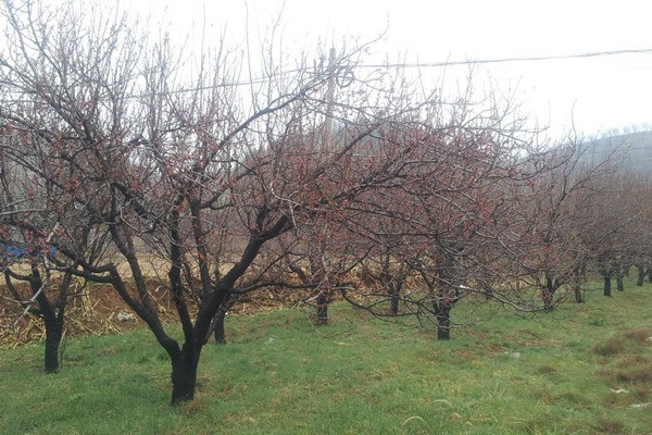 山杏圖片 山杏圖片