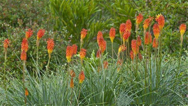 火炬樹圖片 火炬樹圖片