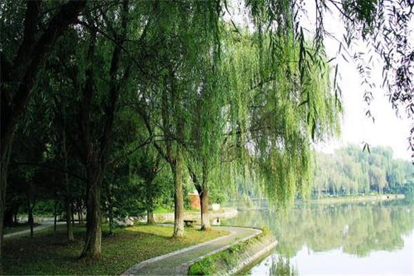 柳樹圖片 柳樹圖片
