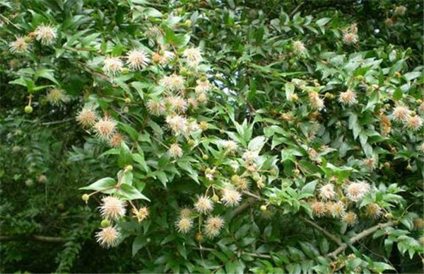 楊梅圖片 楊梅圖片