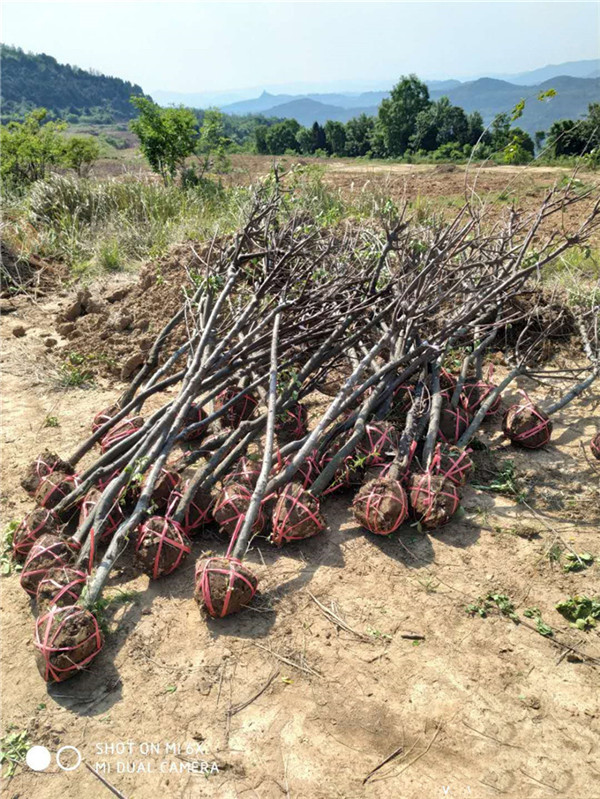 黃花槐圖片 黃花槐圖片