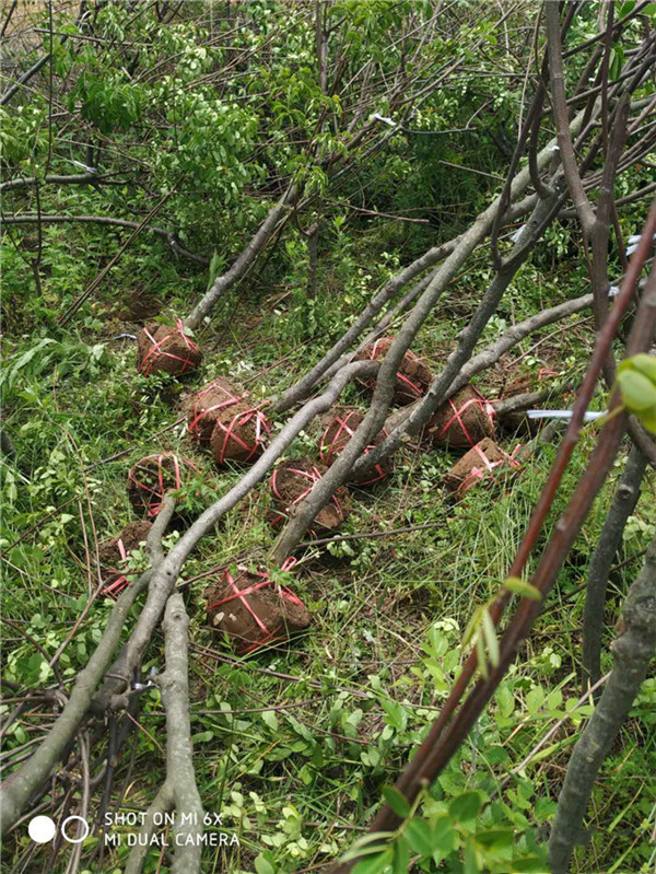 黃花槐圖片 黃花槐圖片