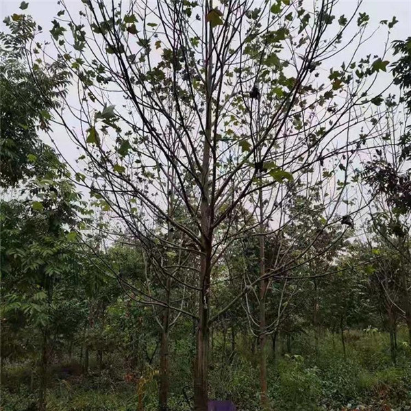 馬褂木圖片 馬褂木圖片