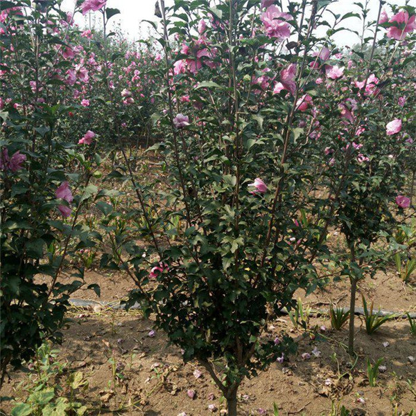 木槿圖片 木槿圖片