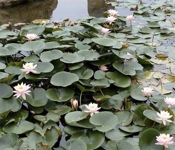 睡蓮圖片 睡蓮圖片