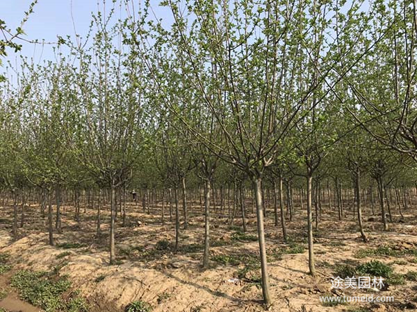 北美海棠圖片 北美海棠圖片