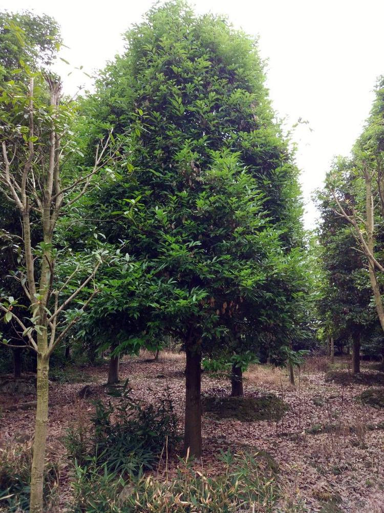 天竺桂圖片 天竺桂圖片