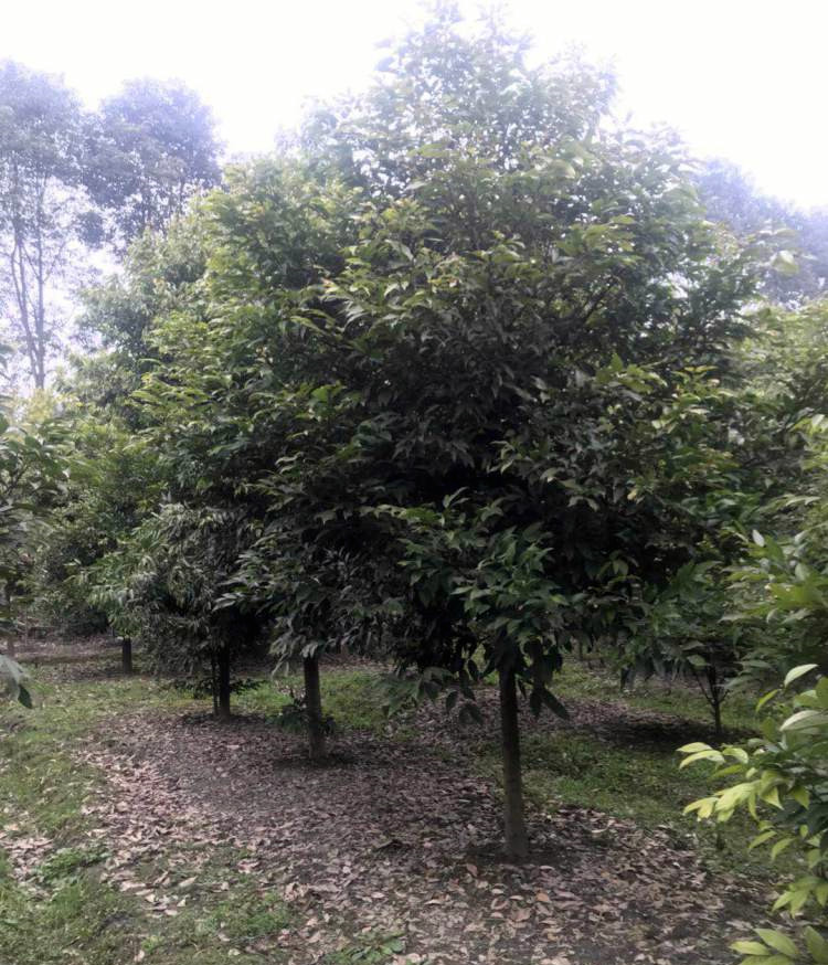 天竺桂圖片 天竺桂圖片