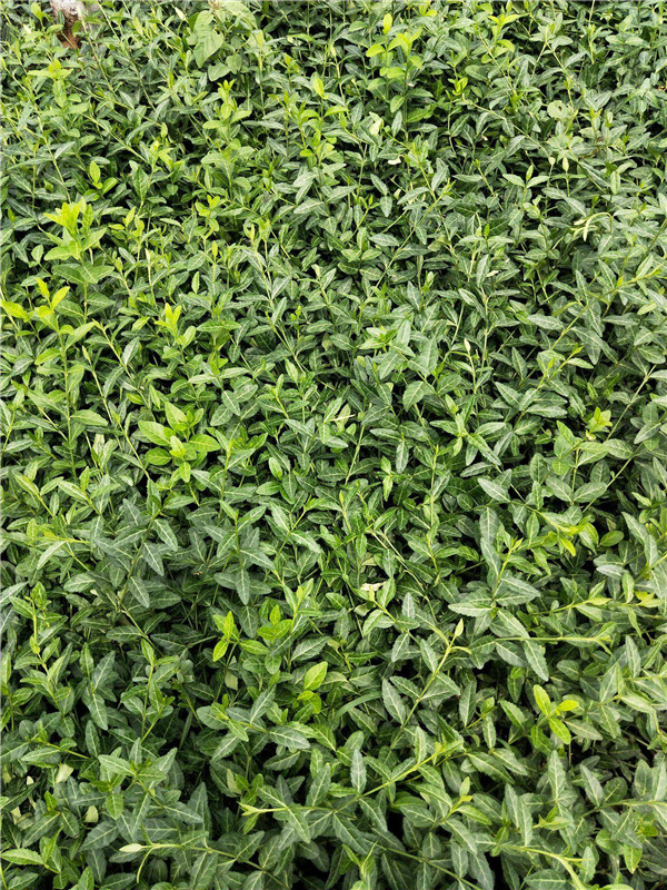 扶芳藤圖片 扶芳藤圖片