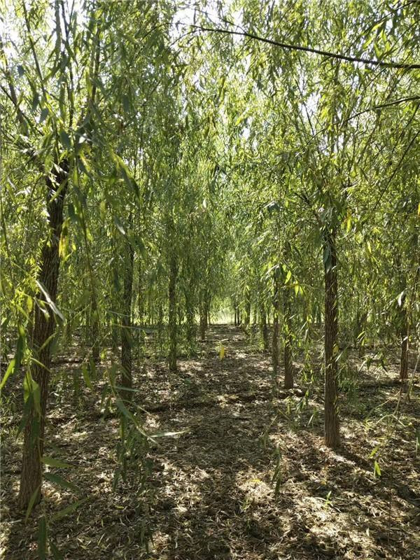 柳樹圖片 柳樹圖片