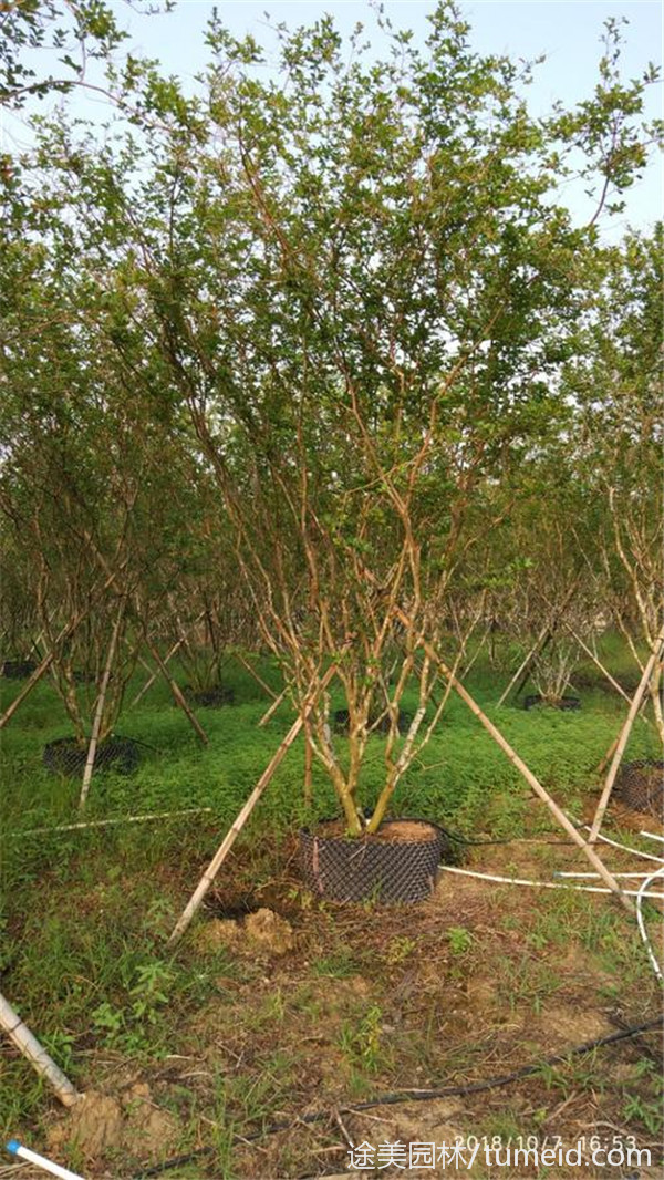 叢生紫薇圖片 叢生紫薇圖片