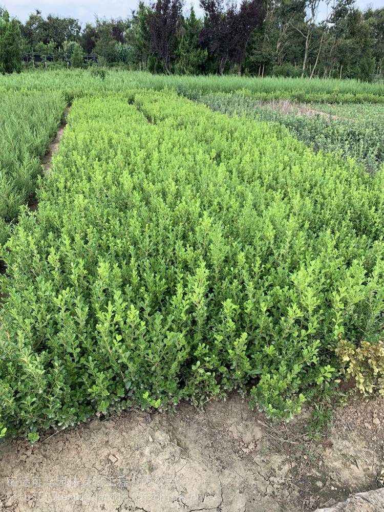 鋪地柏圖片 鋪地柏圖片