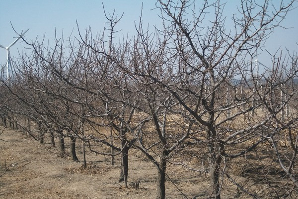 杏樹(shù)圖片 杏樹(shù)圖片