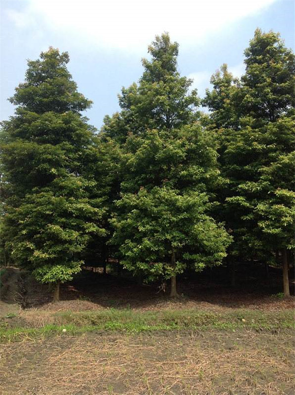 小葉楨楠圖片 小葉楨楠圖片