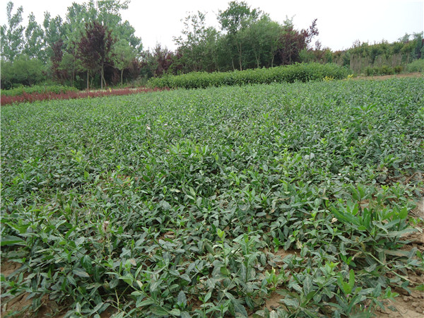 扶芳藤圖片 扶芳藤圖片