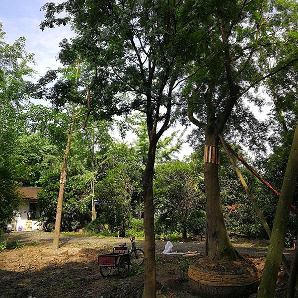 皂角樹圖片 皂角樹圖片