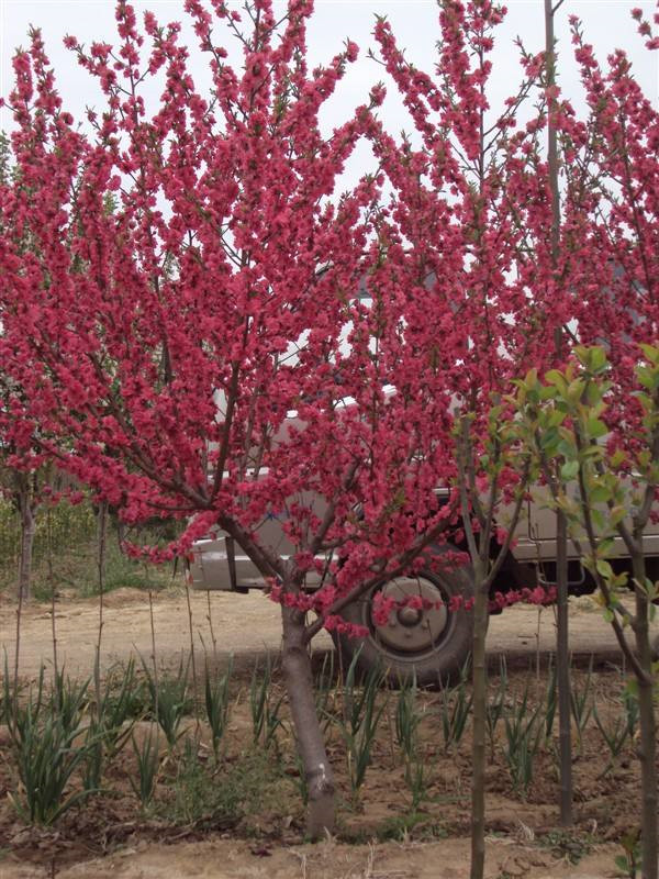 碧桃圖片 碧桃圖片