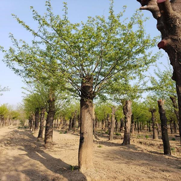 皂角樹(shù)圖片 皂角樹(shù)圖片